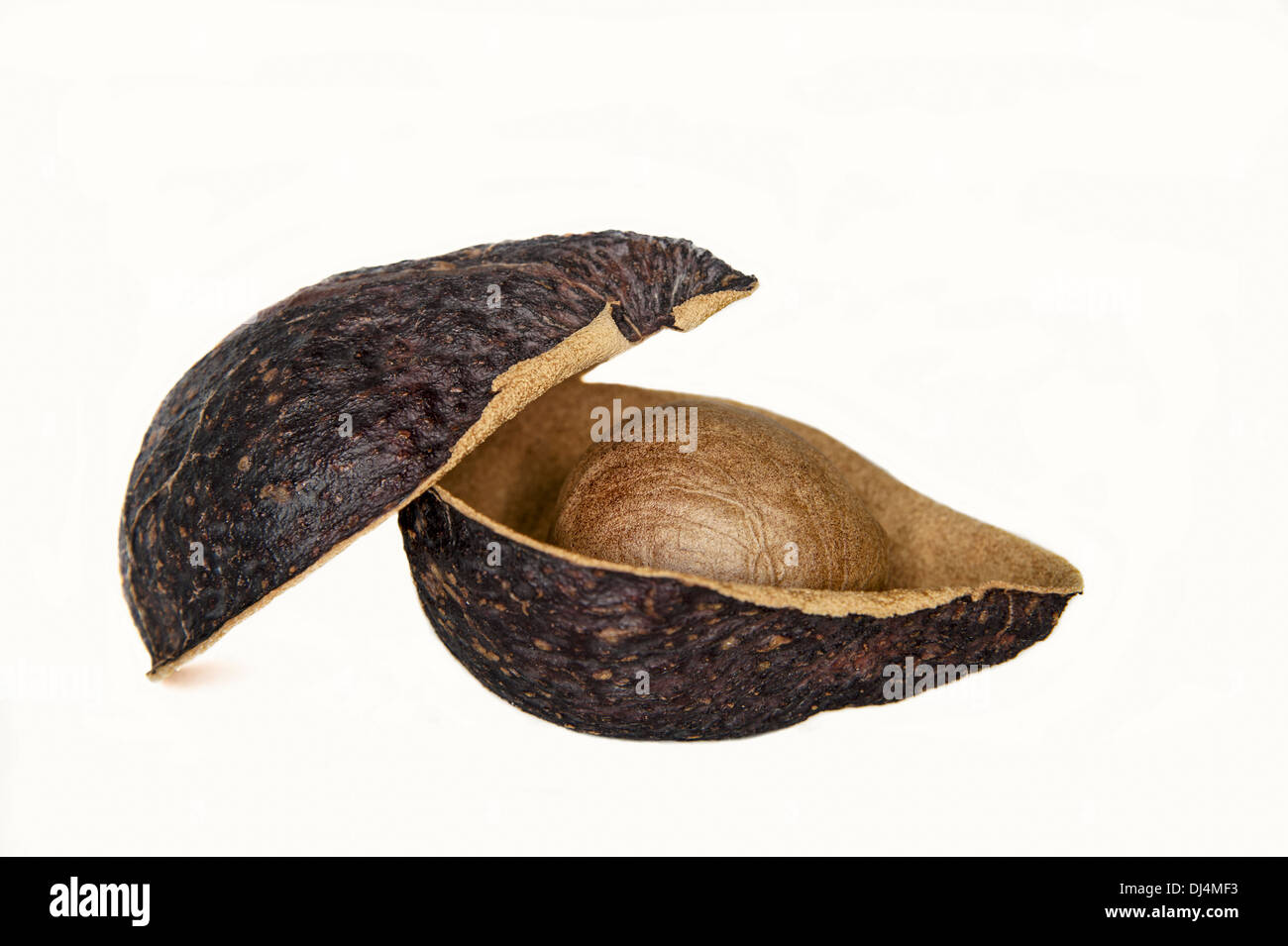 Schale und Kern einer Avocado Frucht Stockfoto