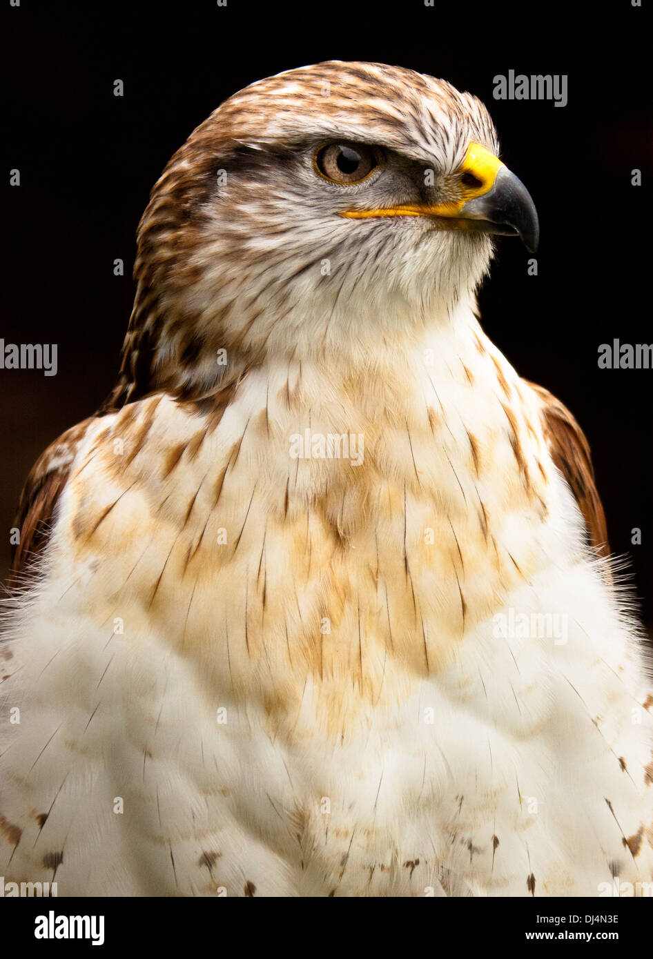 Eisenhaltiger Falke Stockfoto