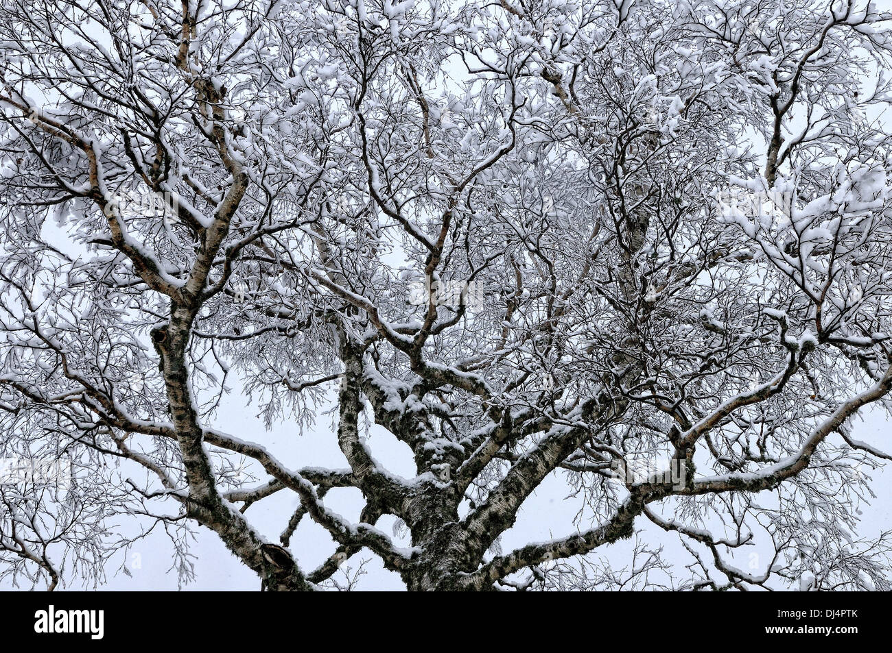 Schnee-Baum Stockfoto