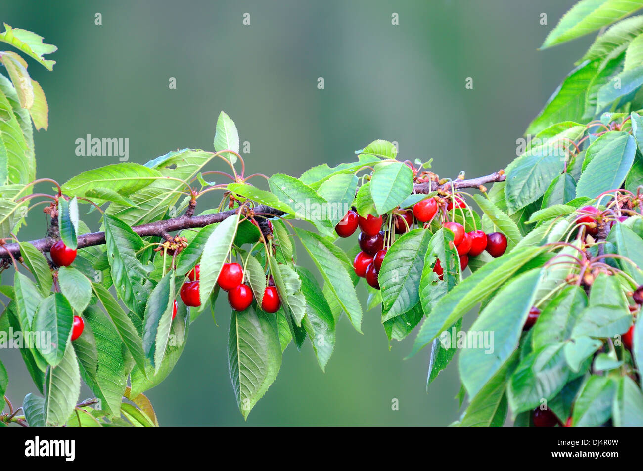Rote Kirschen am Baum Stockfoto