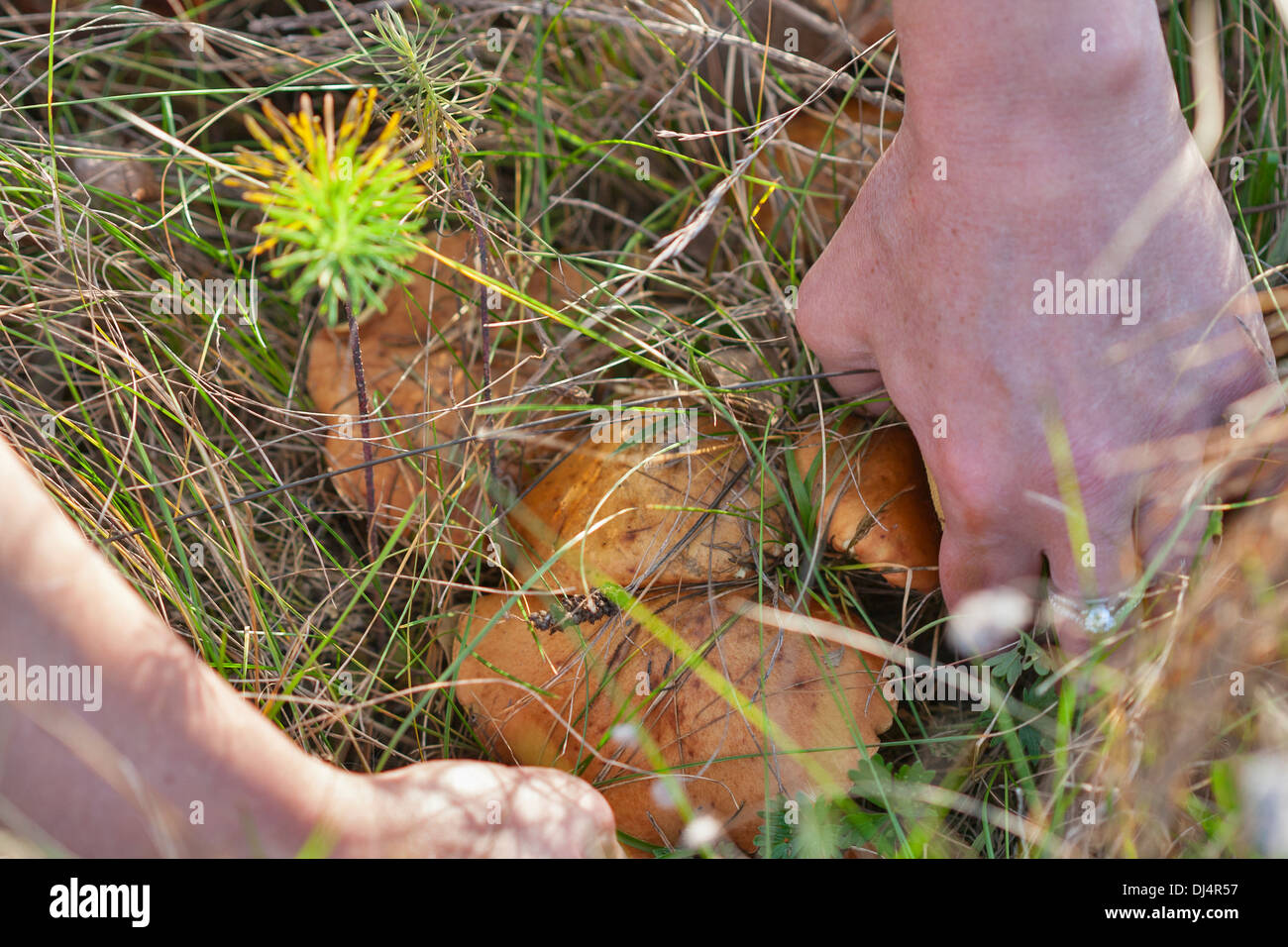 Kommissionierung Steinpilzen Pilze in der Wiese Stockfoto