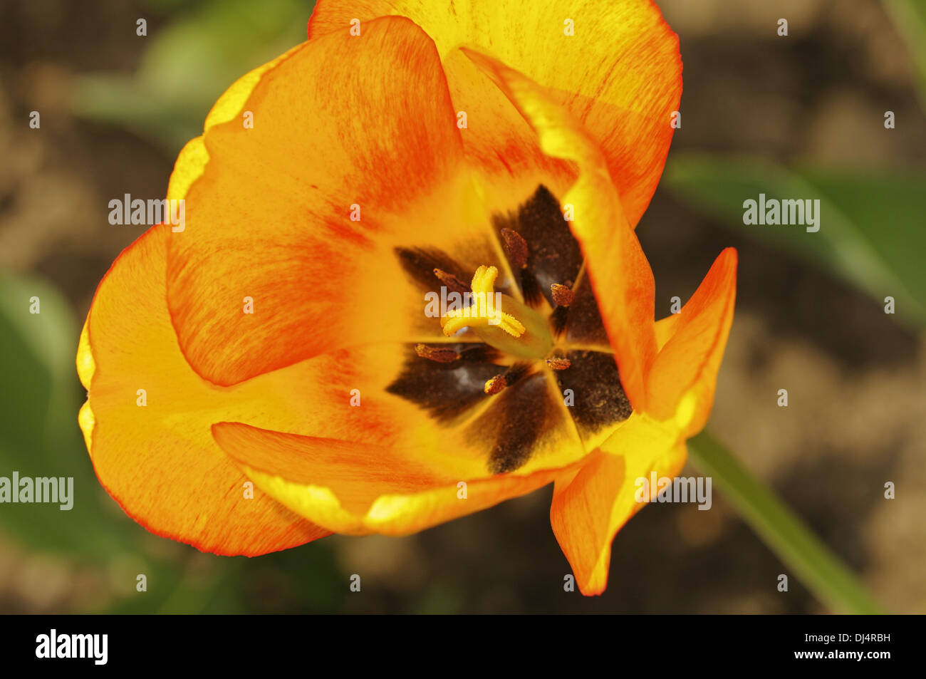 Tulpe Vielzahl Blushing Apeldoorn Stockfoto