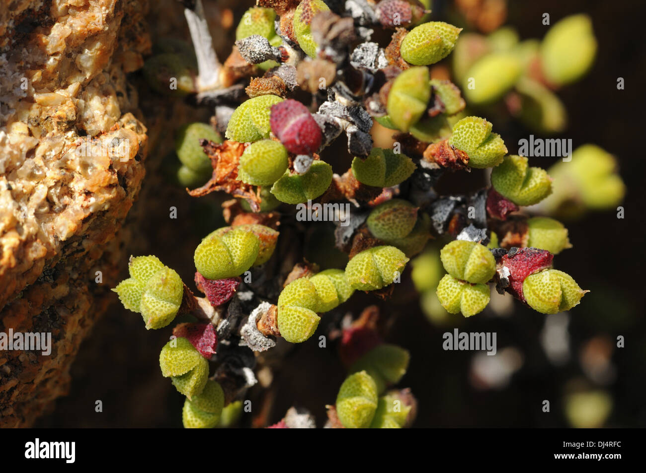 Eberlanzia SP., Namaqualand, Südafrika Stockfoto