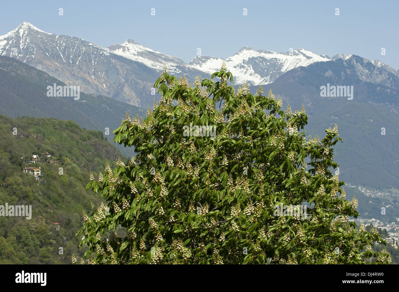 Kastanienbaum Tessin Stockfotos und -bilder Kaufen - Alamy