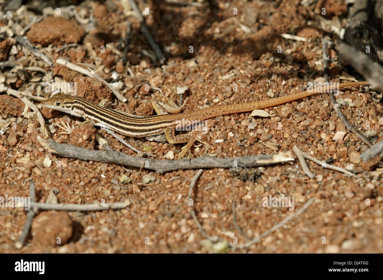 Namaqua Sand Lizard Stockfoto