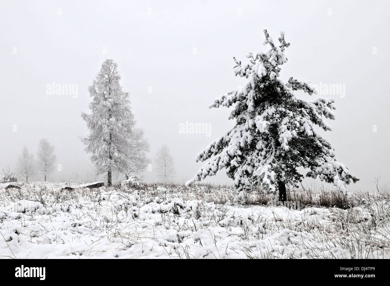 Nebel-Landschaft mit Schnee fallen Stockfoto