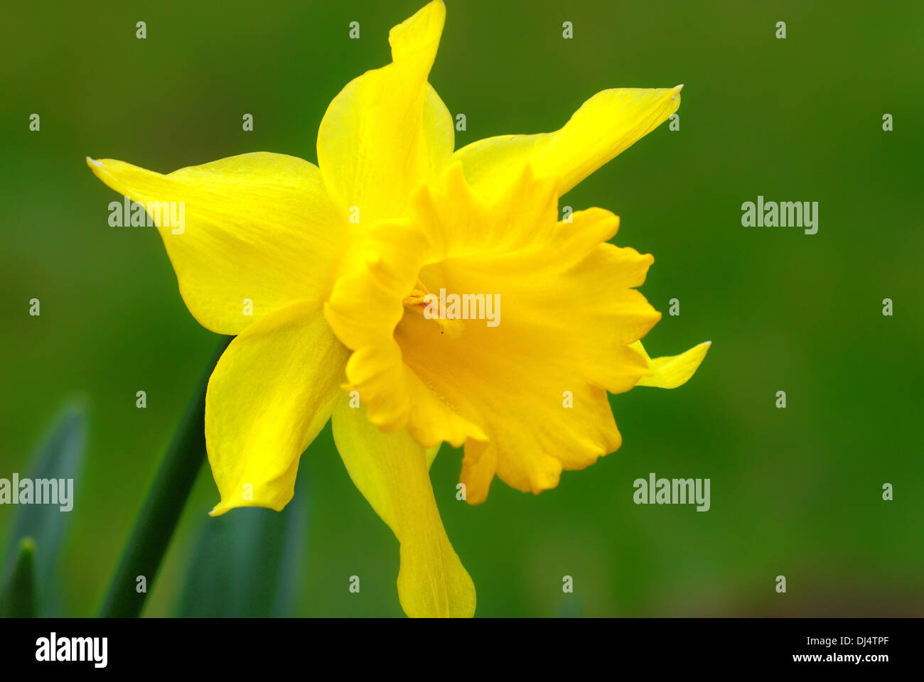 Narzisse Stockfoto