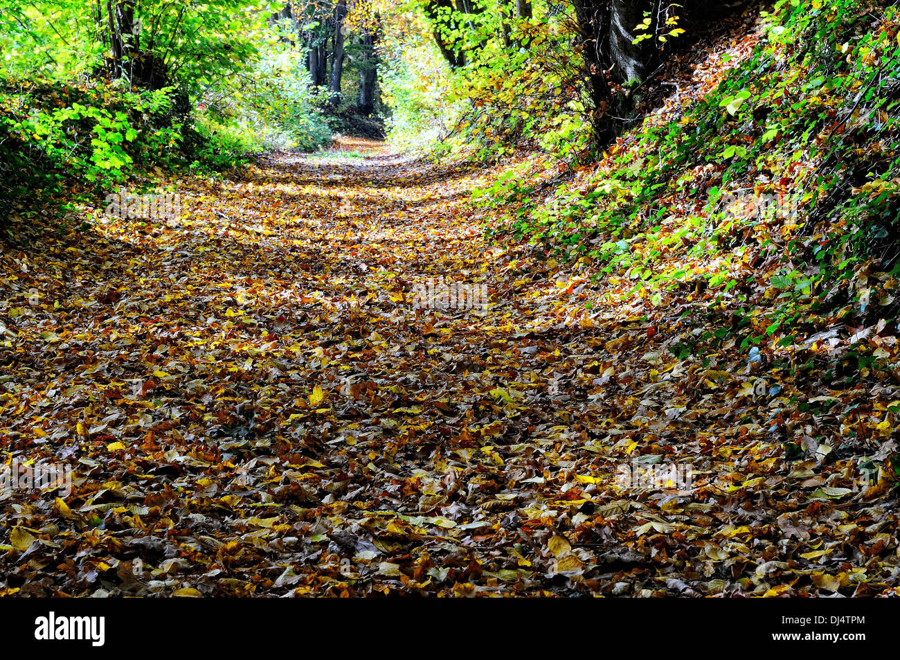 Waldweg Stockfoto