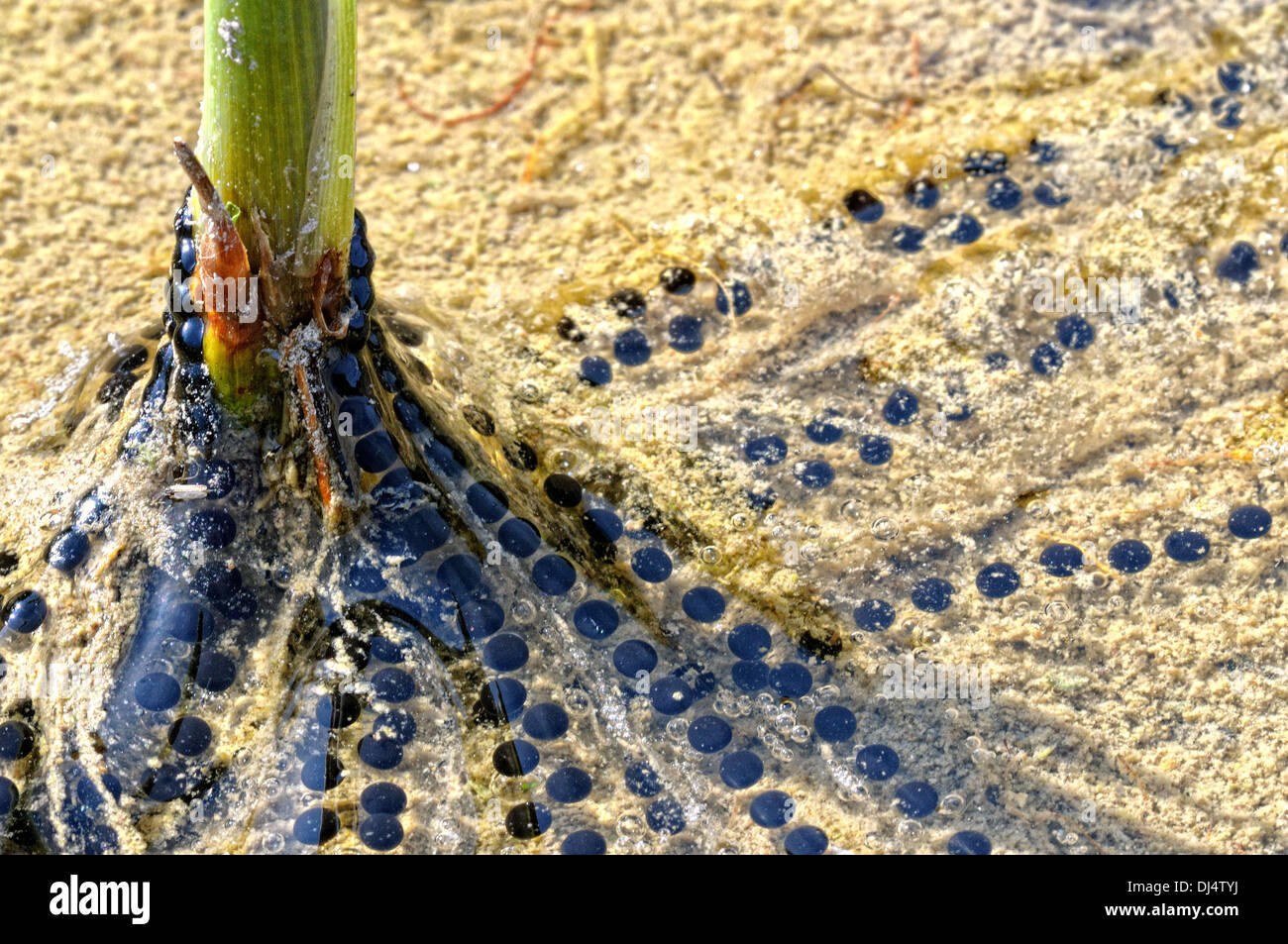 Wasserpflanze mit Kröten laichen Schnüre Stockfoto