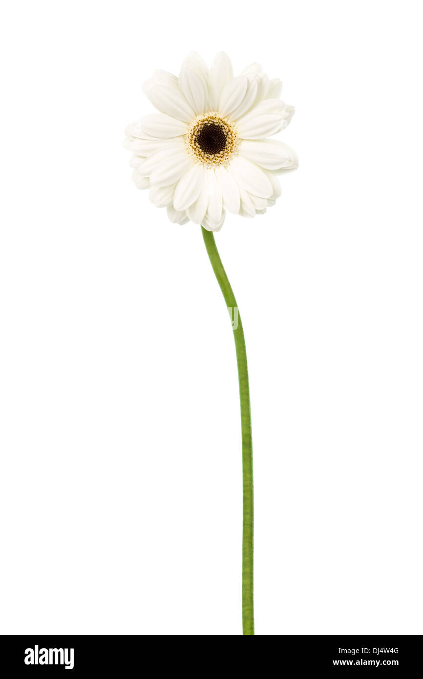 weiße Pracht gerber Stockfoto