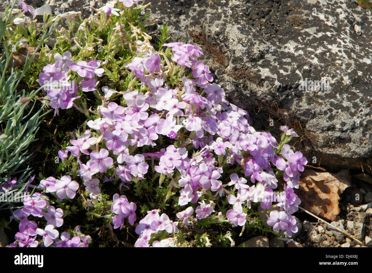 Phlox Stockfoto