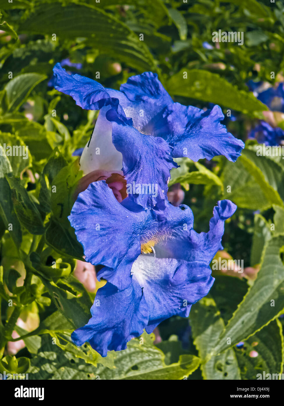 Karvy, Strobilanthes Callosus, Kaas Plateau, Kaas, Satara, Maharashtra, Indien Stockfoto