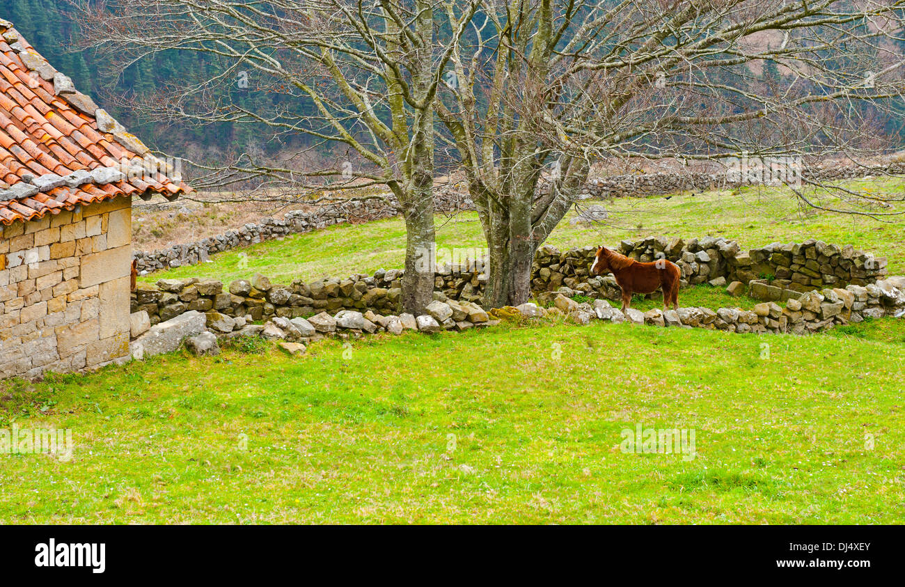 Alpine Meadows Stockfoto Alpine Meadows Stockfoto