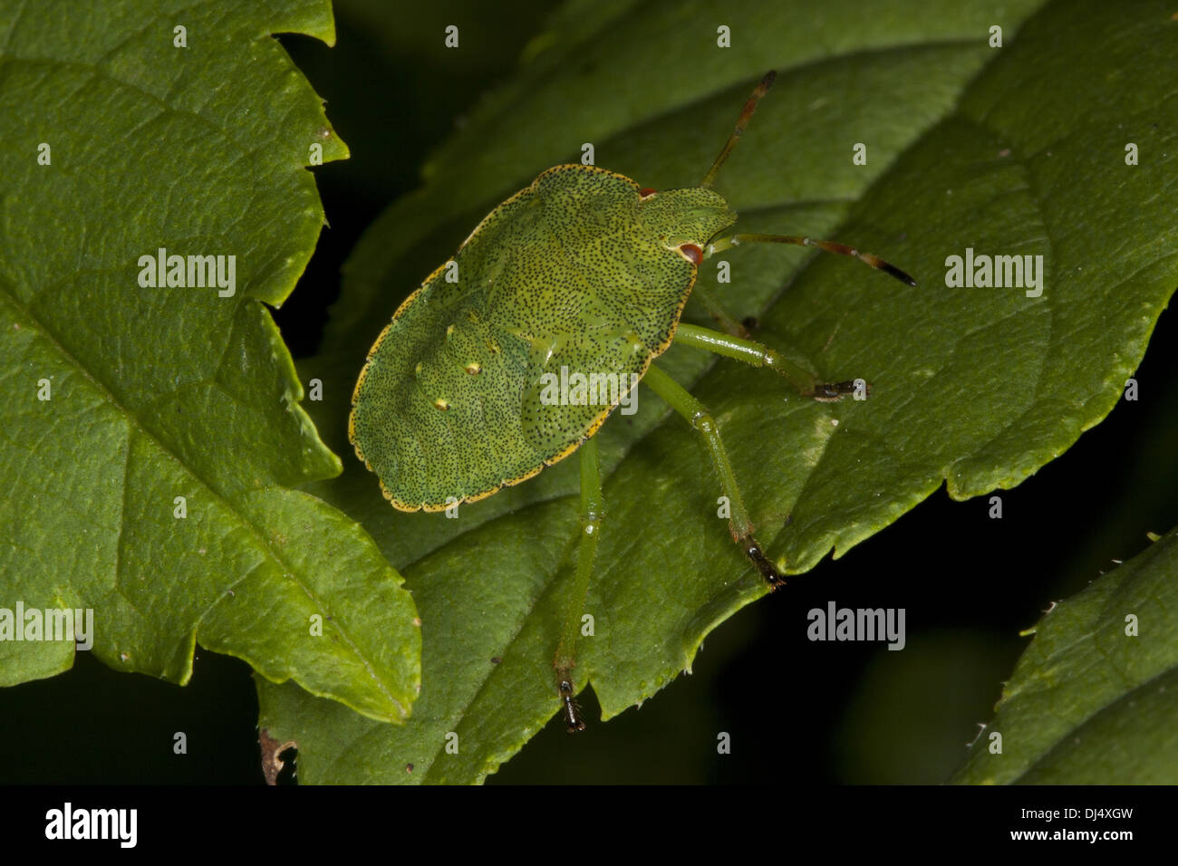 Green Shield Bug, Palomena prasina Stockfoto