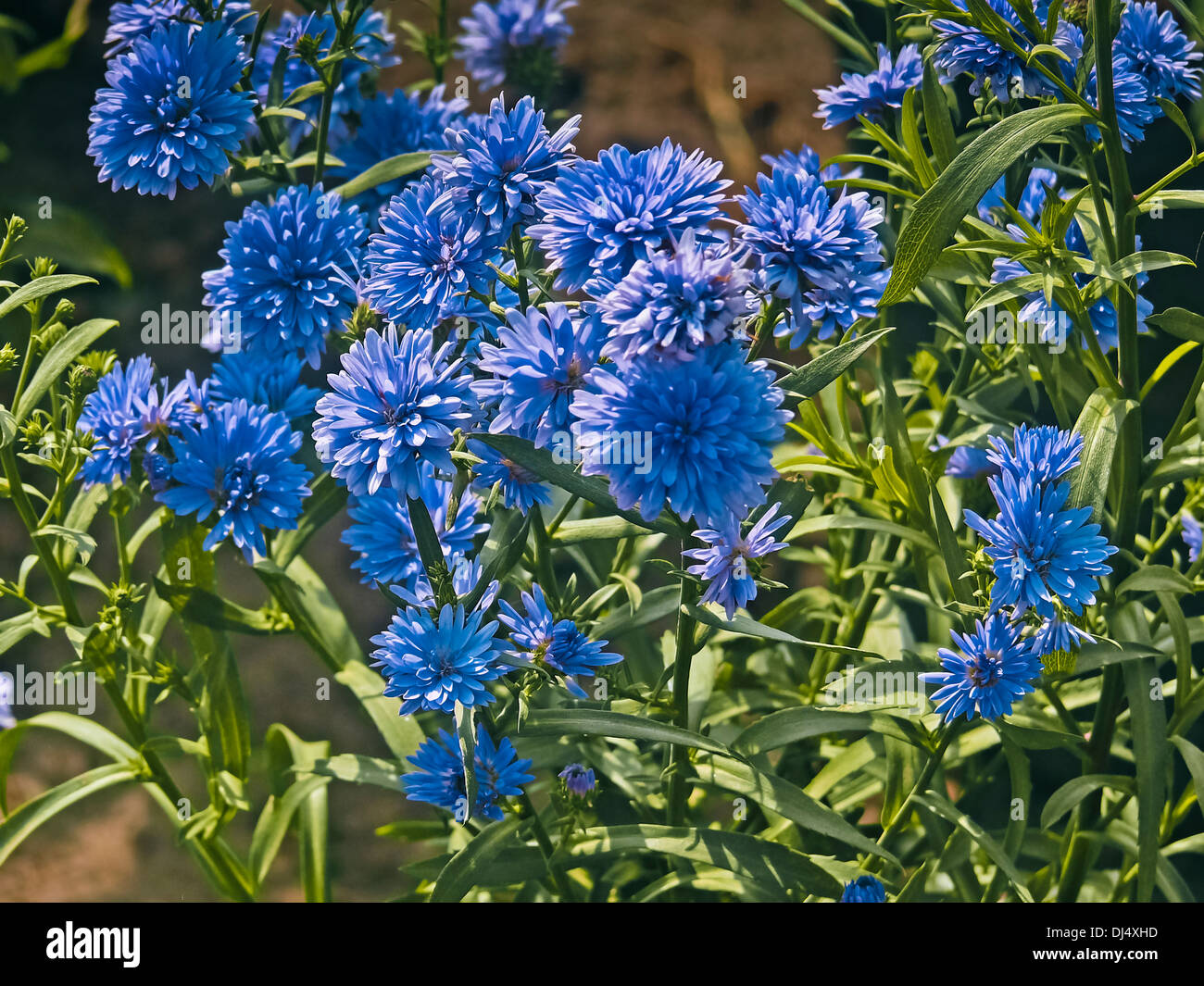 Neubelgische aster Fotos und Bildmaterial in hoher Auflösung Seite