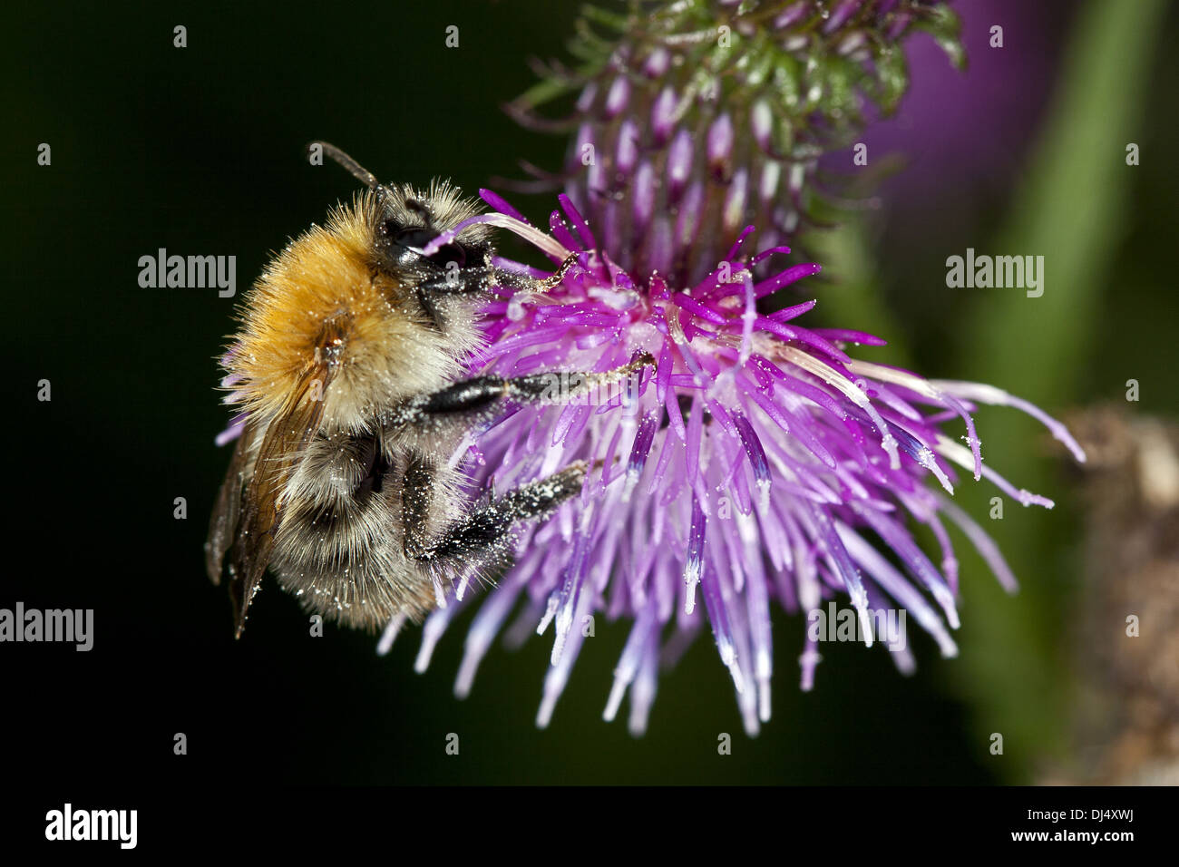 Gemeinsamen Carder Bee, Bombus pascuorum Stockfoto