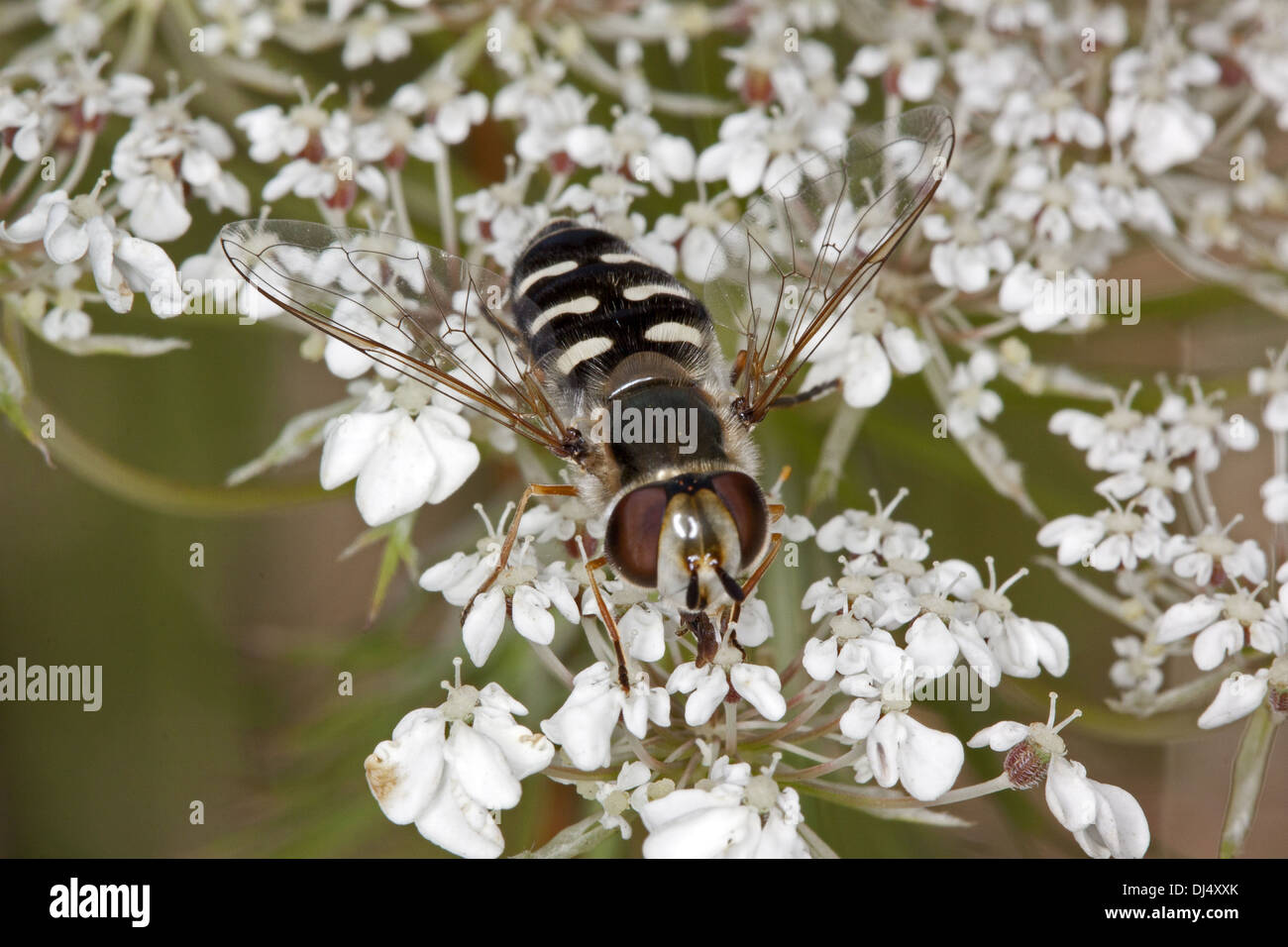 Scaeva Pyrastri, Schwebfliege Stockfoto