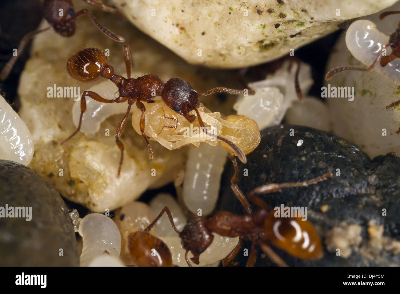 Myrmica Rubra, Europäische Feuerameise Stockfoto