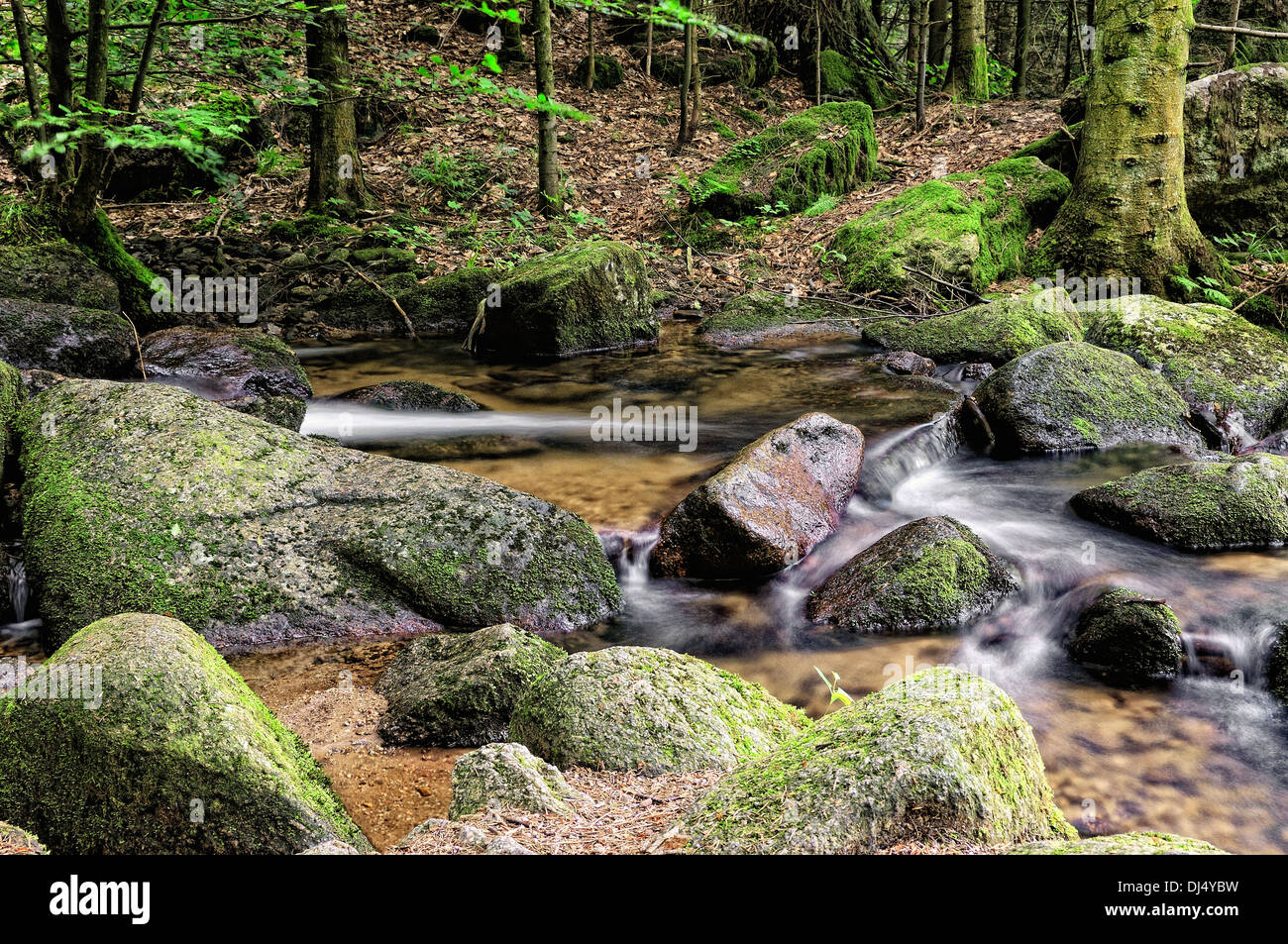 Wasser im Wald Stockfoto