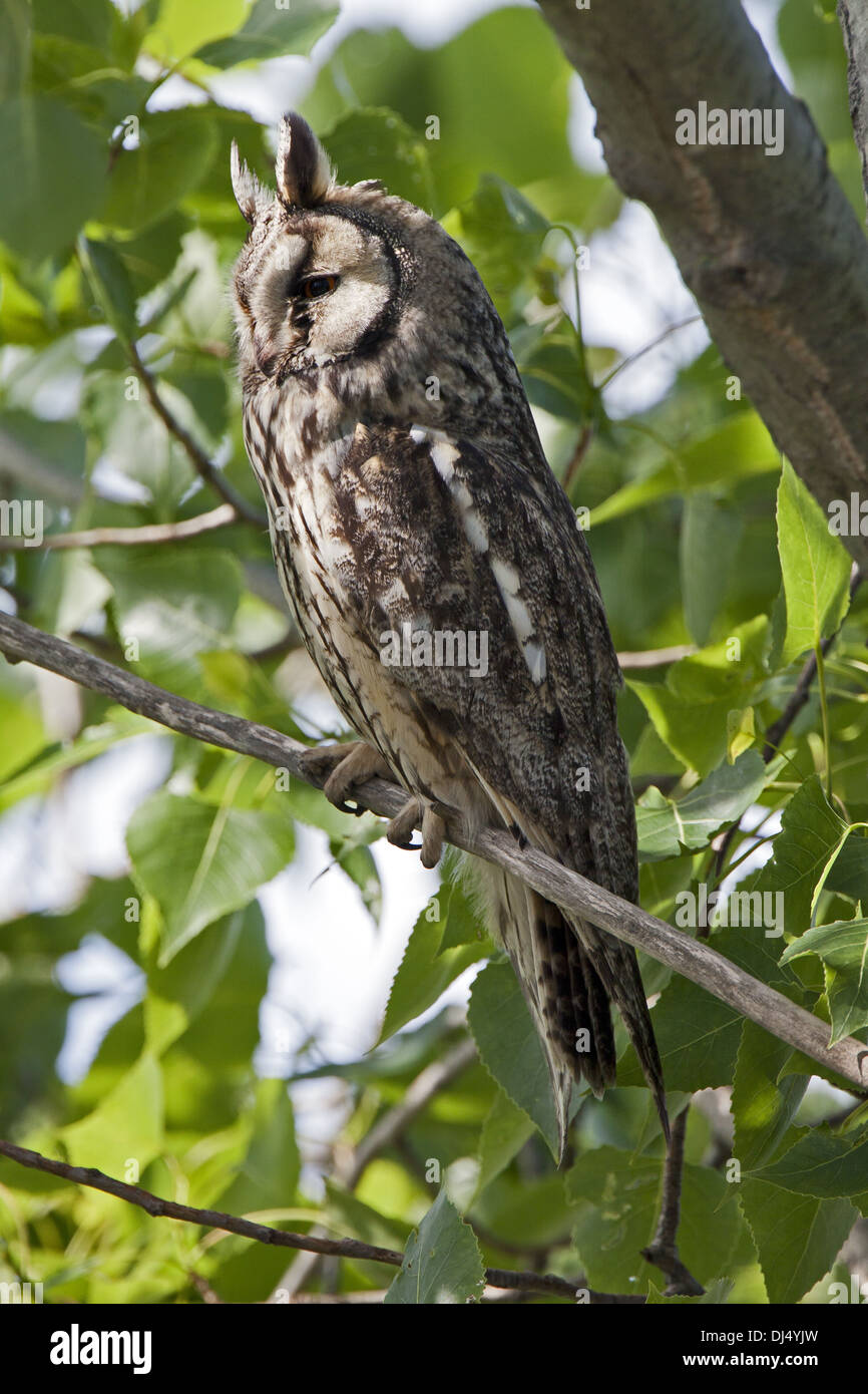 Waldohreule, Asio otus Stockfoto