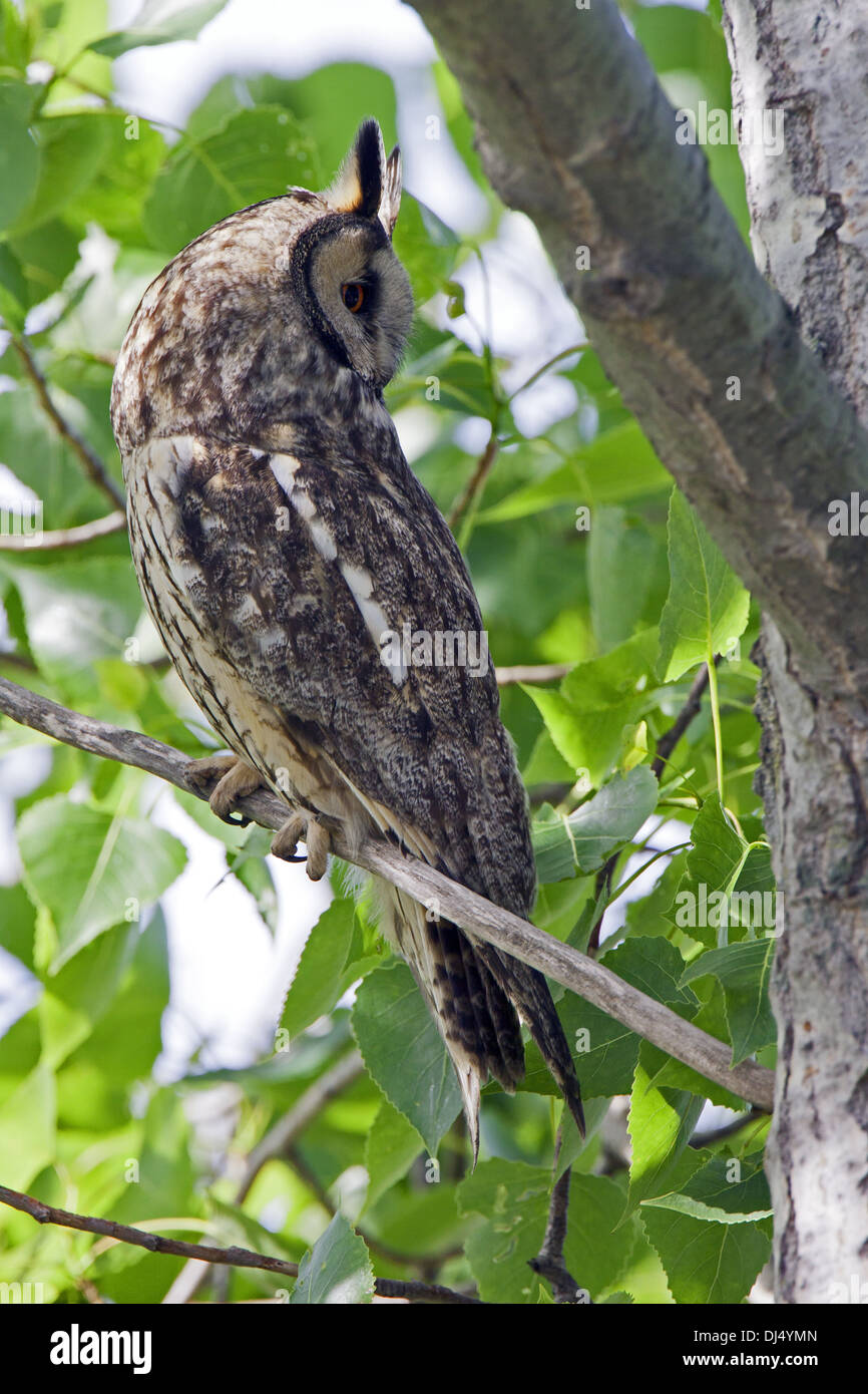 Waldohreule, Asio otus Stockfoto