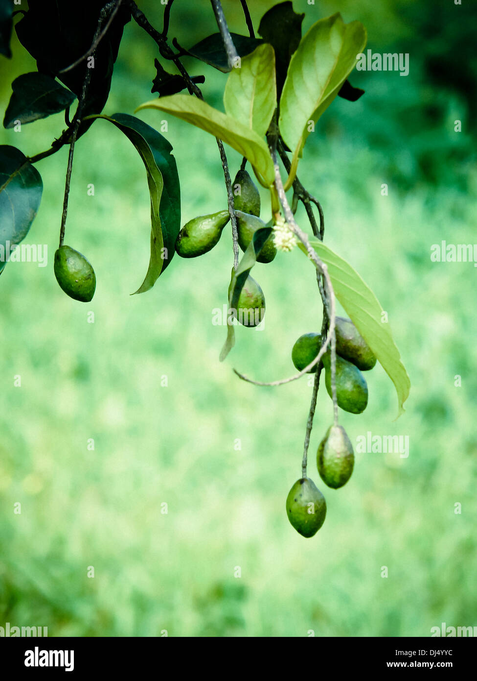 Terminalia Chebula, Chebulic Myrobalan Abhaya, Harada, Heilpflanze, Chiplun, Ratnagiri, Maharashtra, Indien Stockfoto