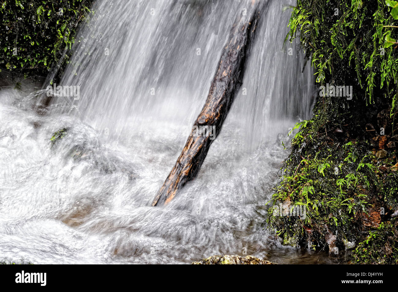 Baumstamm im Wasserfall Stockfoto