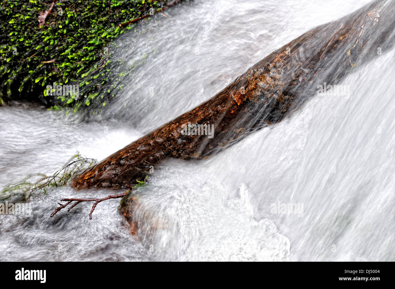 Baumstamm im Wasserfall Stockfoto