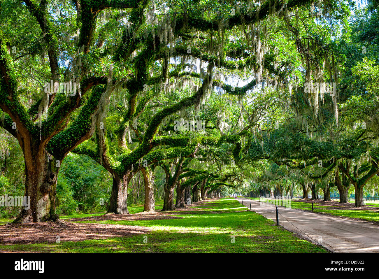 Avenue of Oaks in Boone Hall Plantation in Charleston, South Carolina Stockfoto