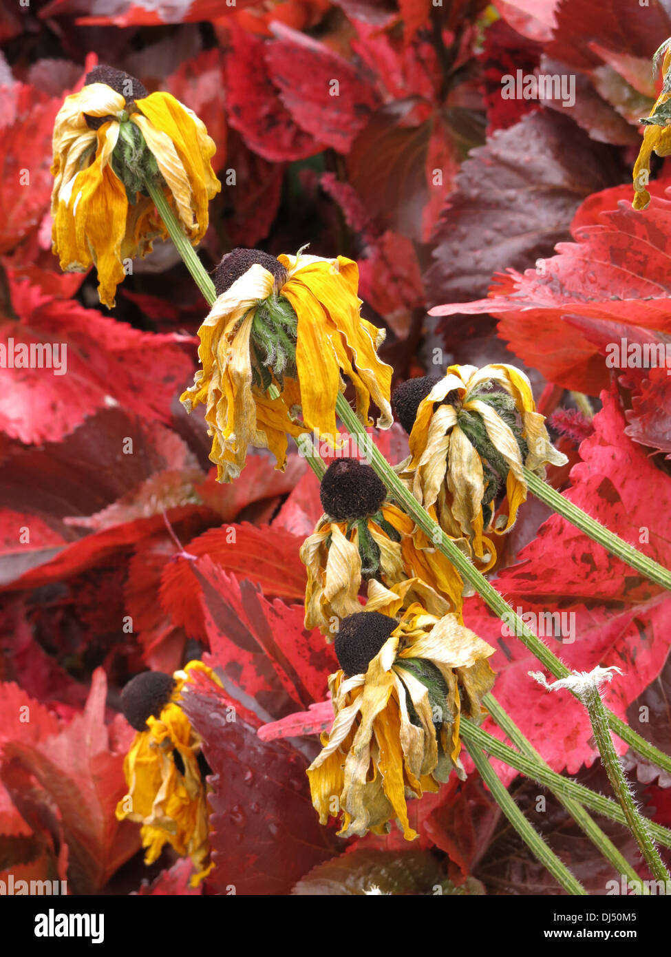 bunte Blumen Frost tot Blume Farbe rot gelb Stockfoto