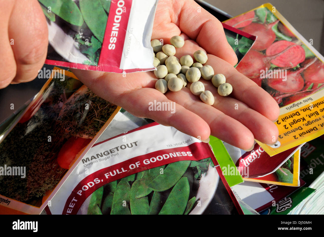 Frau schüttelt Zuckererbsen Erbse Samen in Handfläche bereit für die Aussaat, England, Vereinigtes Königreich, West-Europa. Stockfoto