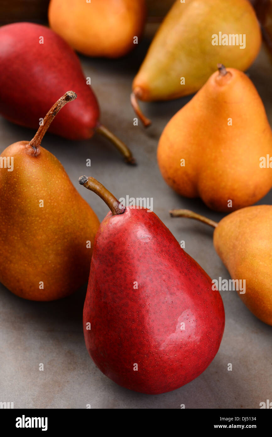 Nahaufnahme von Bosc und rote Birnen, geringe Schärfentiefe mit Fokus auf das Vorderteil der Frucht. Stockfoto