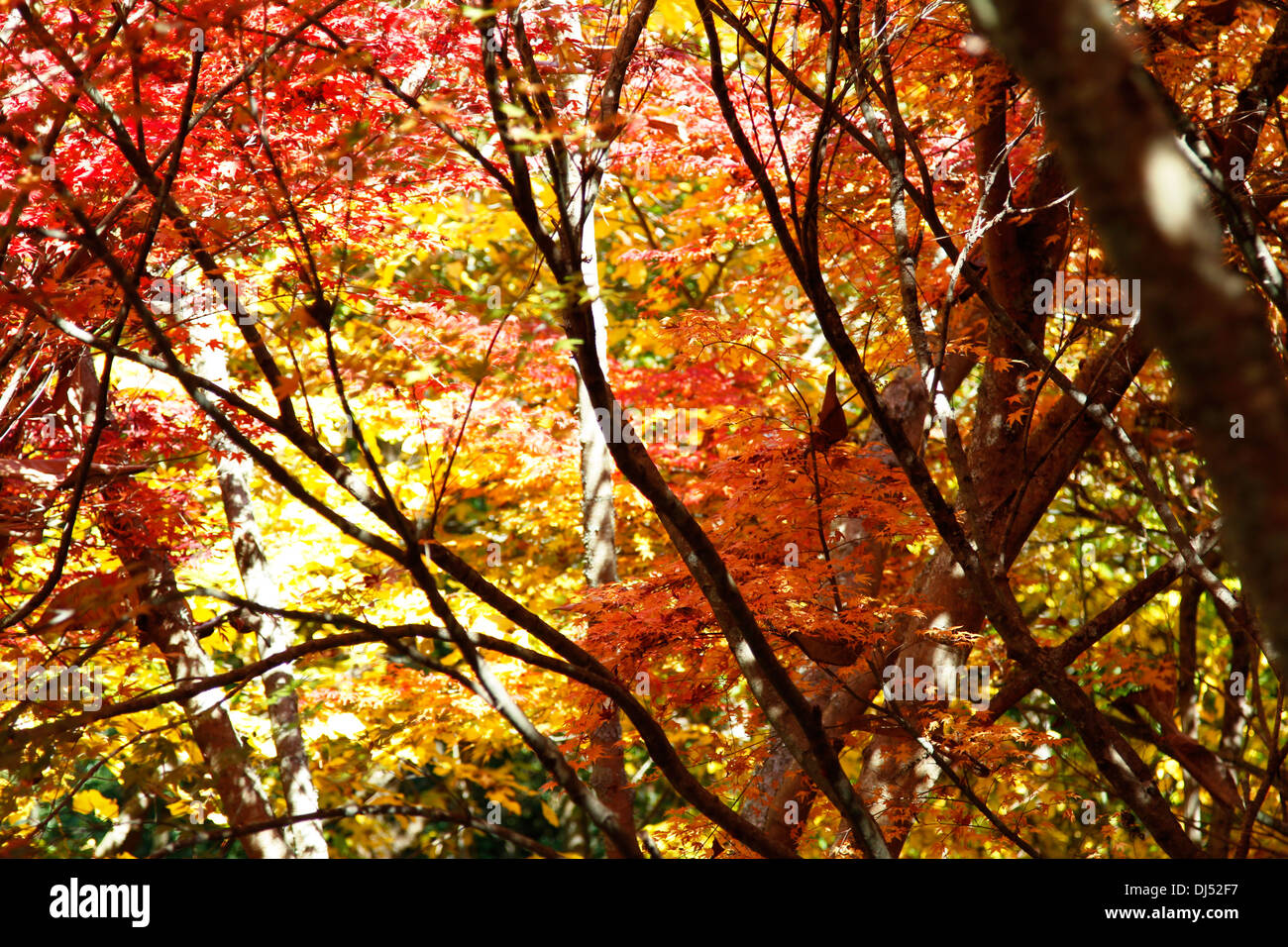 Sonnenbeschienenen Bäume im herbstlichen Wald Stockfoto