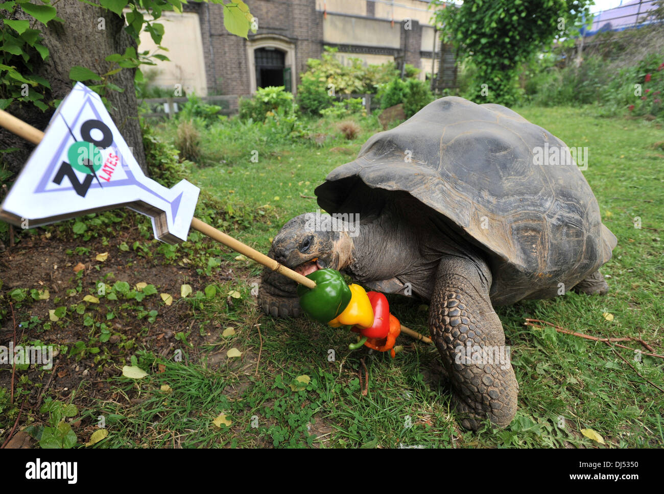 Partylöwen vorbereiten Zoo Lates besondere nächtliche Leckerbissen für Tiere im ZSL London Zoo. London, England - 31.05.12 Stockfoto