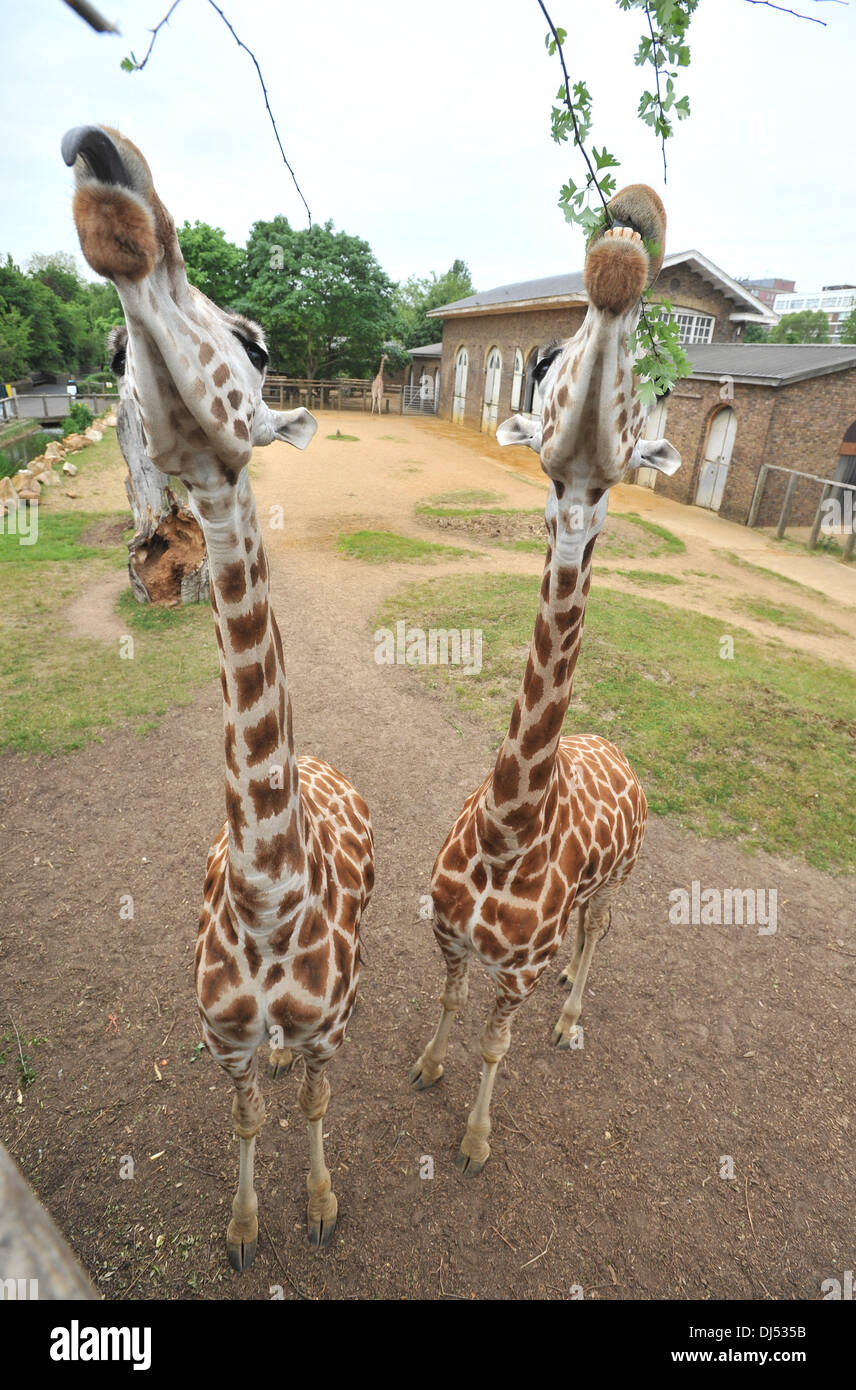 Partylöwen vorbereiten Zoo Lates besondere nächtliche Leckerbissen für Tiere im ZSL London Zoo. London, England - 31.05.12 Stockfoto