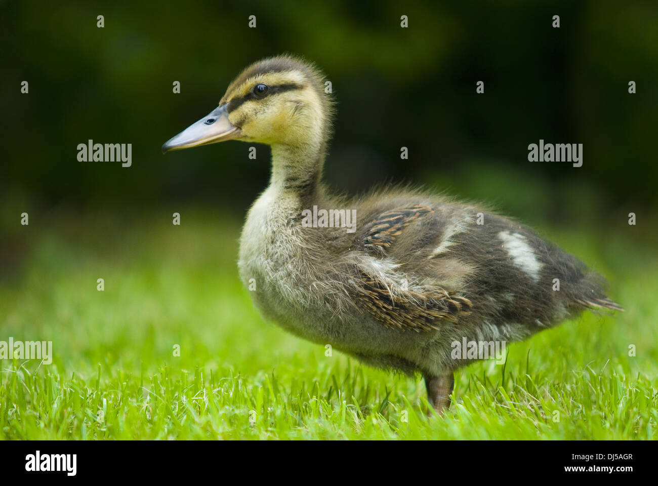 Junge Ente auf einer Wiese, Seitenansicht Stockfoto