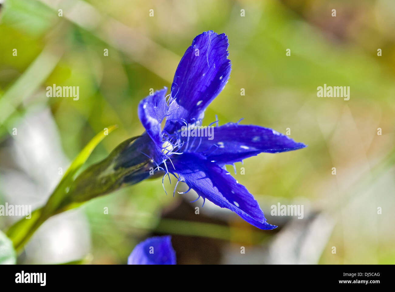 Blüte der Enzian Frans Stockfoto