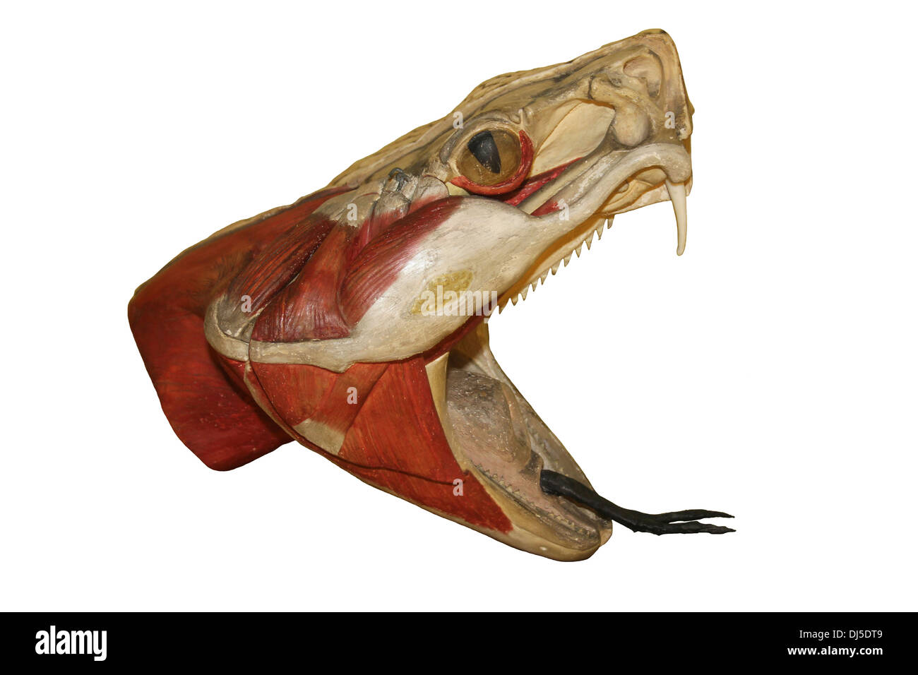 Anatomisches Modell des einen Schlangenkopf Stockfoto