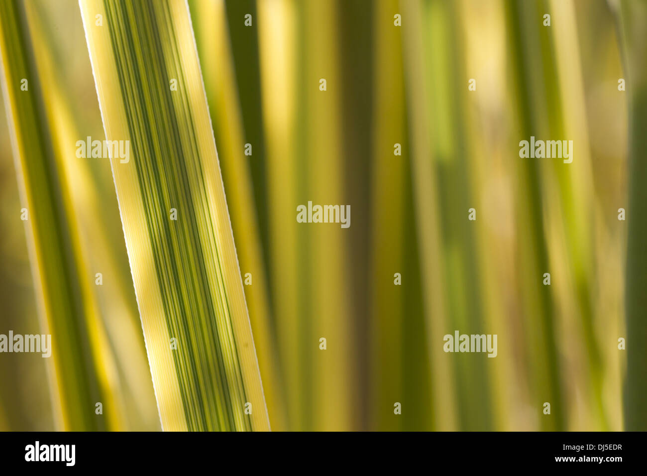 Reed-detail Stockfoto