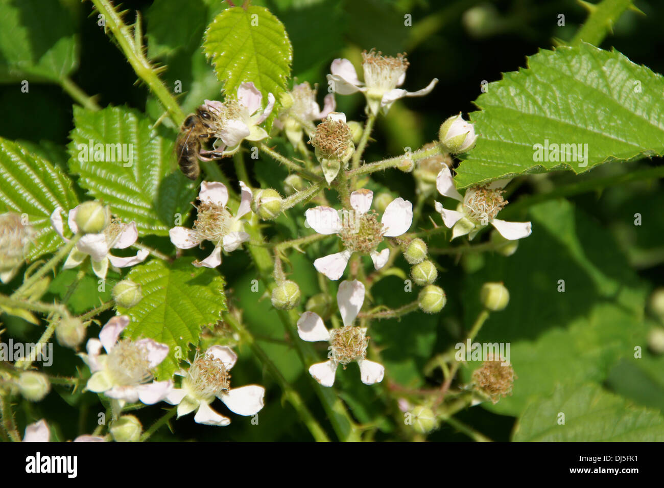 BlackBerry Stockfoto