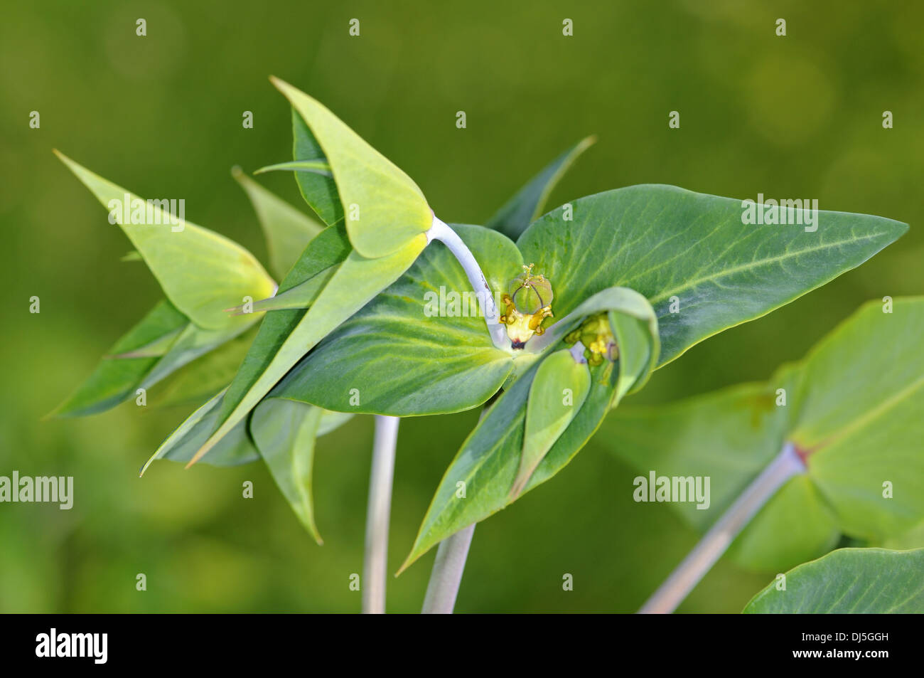 Caper Wolfsmilch, Euphorbia lathyris Stockfoto