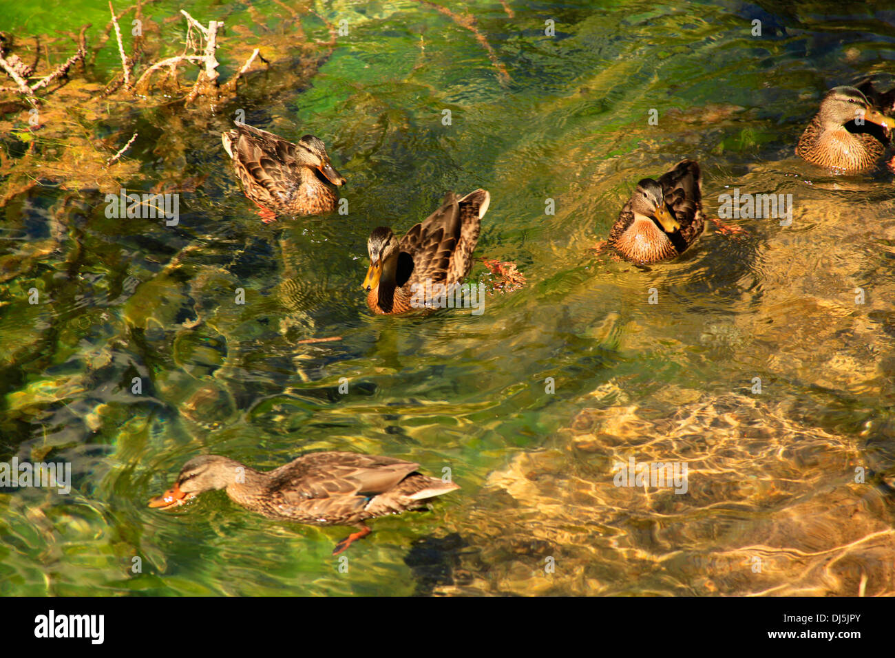 Enten im Cervino Matterhorn Gipfel, Breuil-Cervinia, Italien Stockfoto