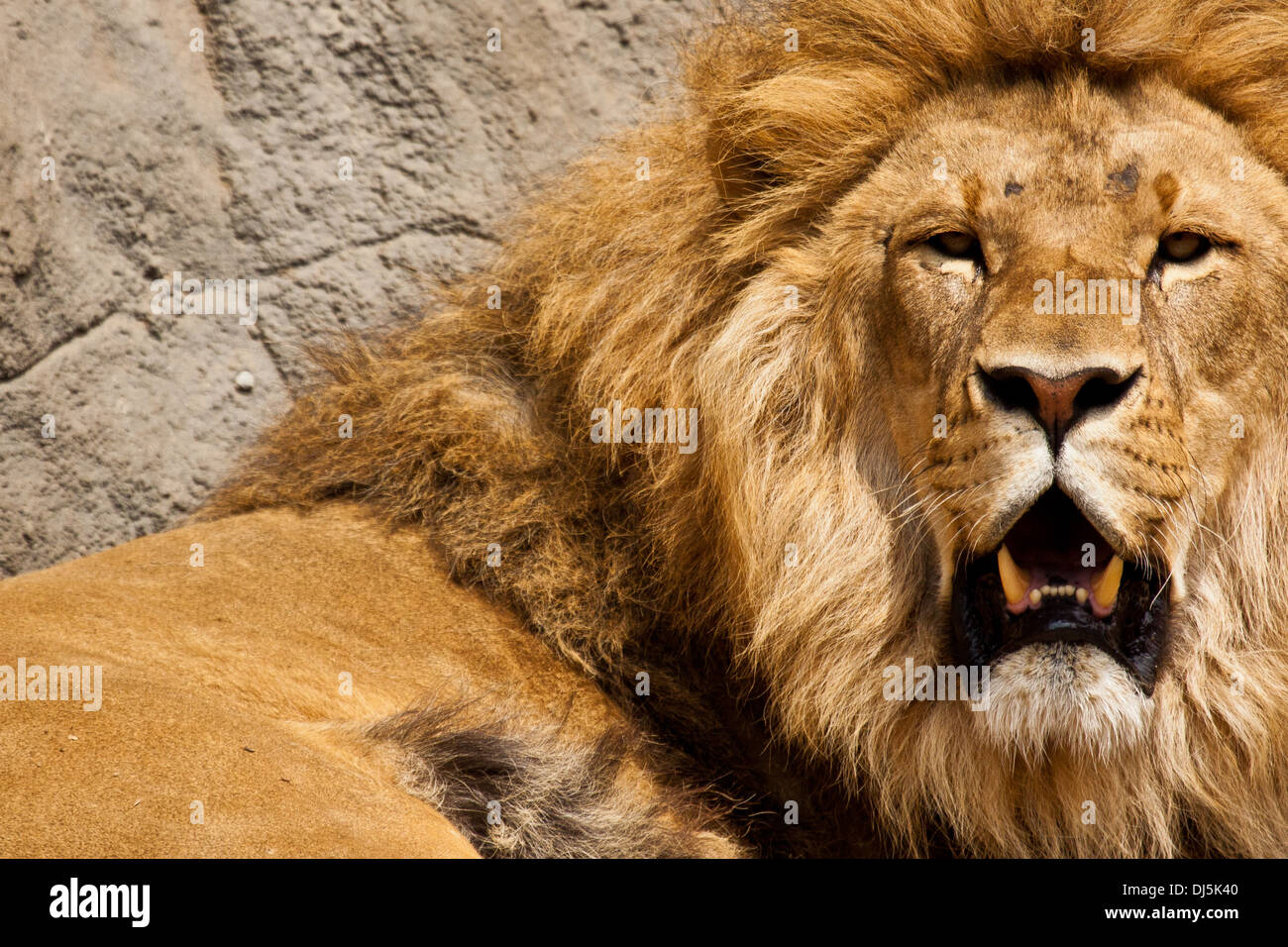 Lion Stockfoto