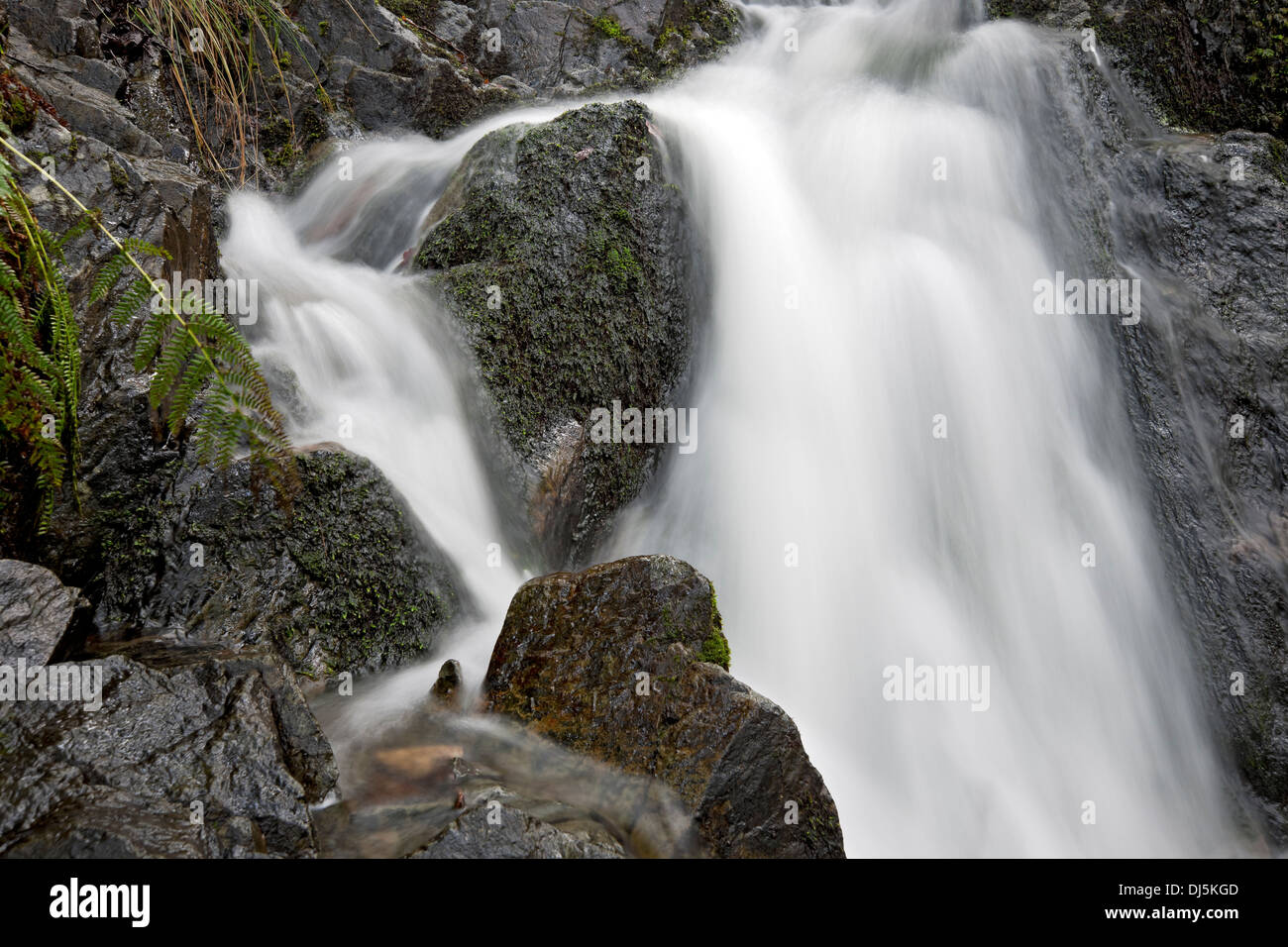 Nahaufnahme der Wasserfall Wasserfälle Weichfokus Wasser Tom Gill Beck in der Nähe von Tarn Hows Cumbria Cumbria England Vereinigtes Königreich GB Großbritannien Stockfoto