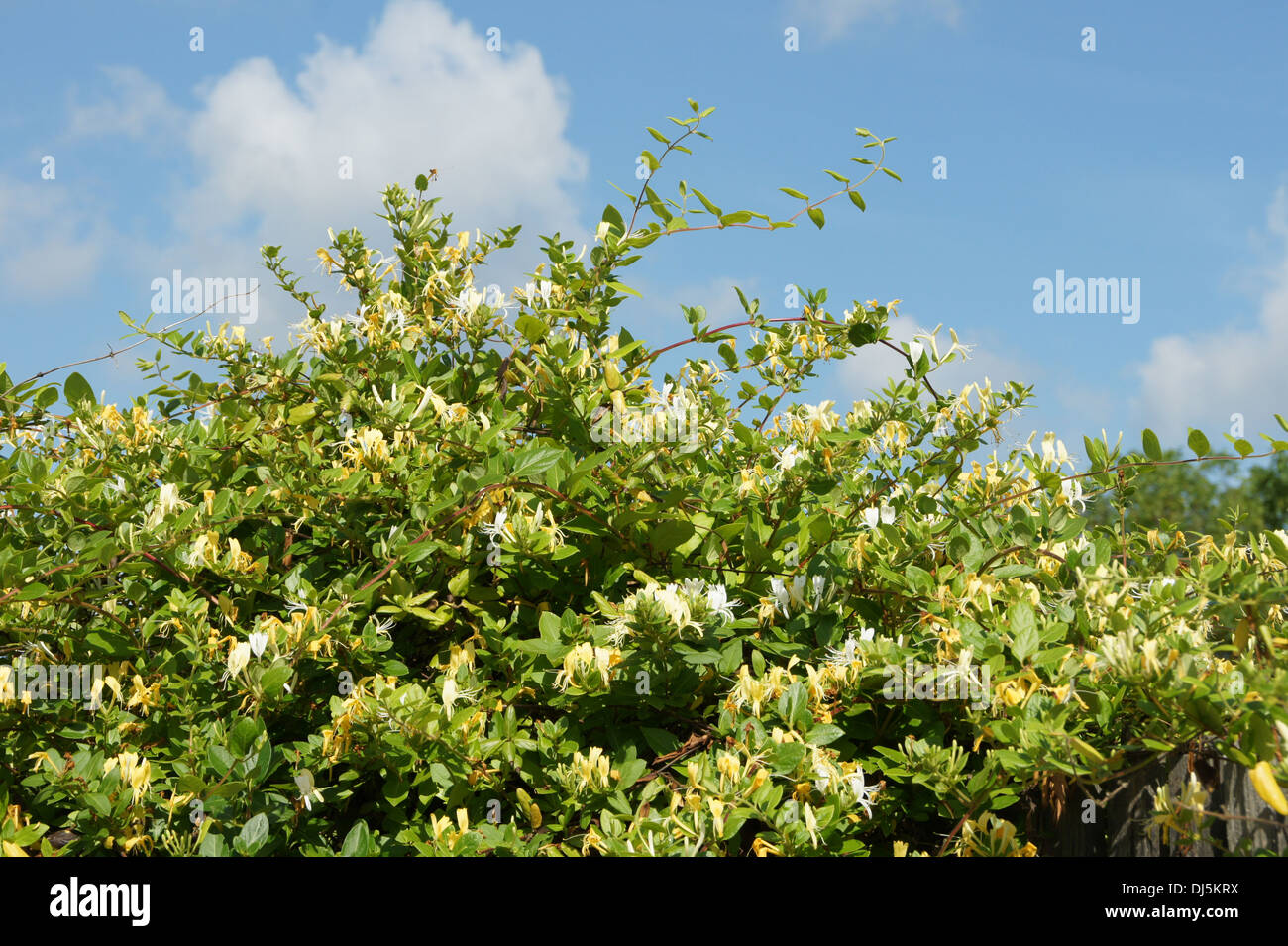 Waldsegseblatt Fotos und Bildmaterial in hoher Auflösung Alamy