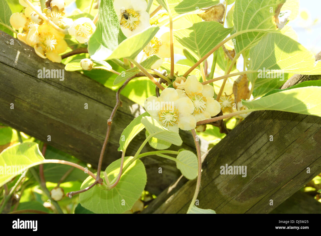 54+ Kiwi Blüten Weiblich, Alternativ können sie auch beim kauf von
