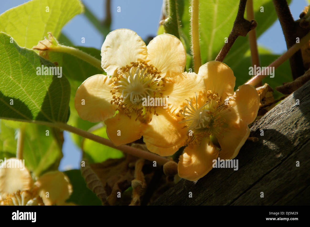 Kiwi blüten Fotos und Bildmaterial in hoher Auflösung Alamy