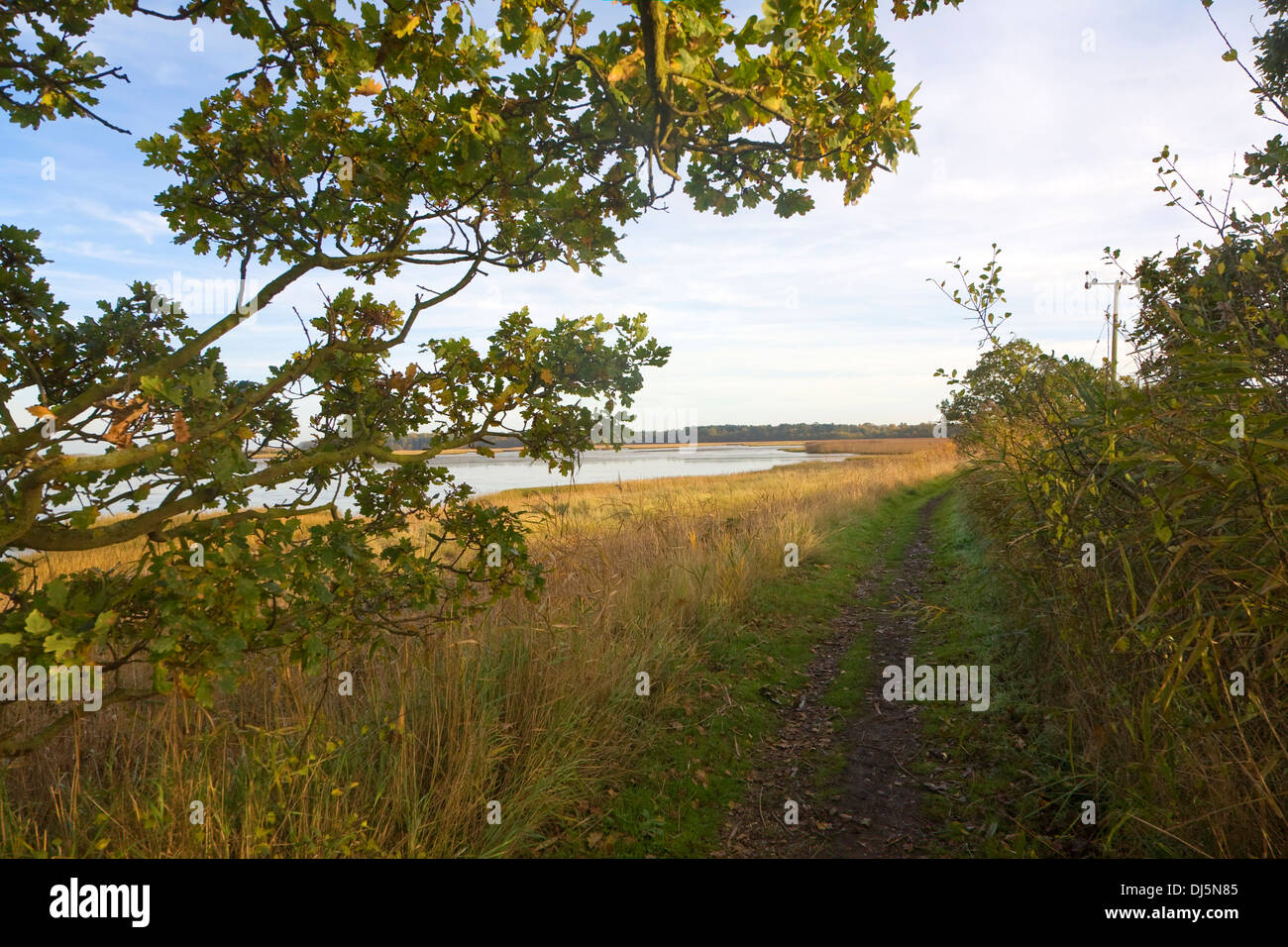 Walberswick National Nature reserve Feuchtgebiet Umwelt Sümpfe Blythburgh, Suffolk, England Stockfoto