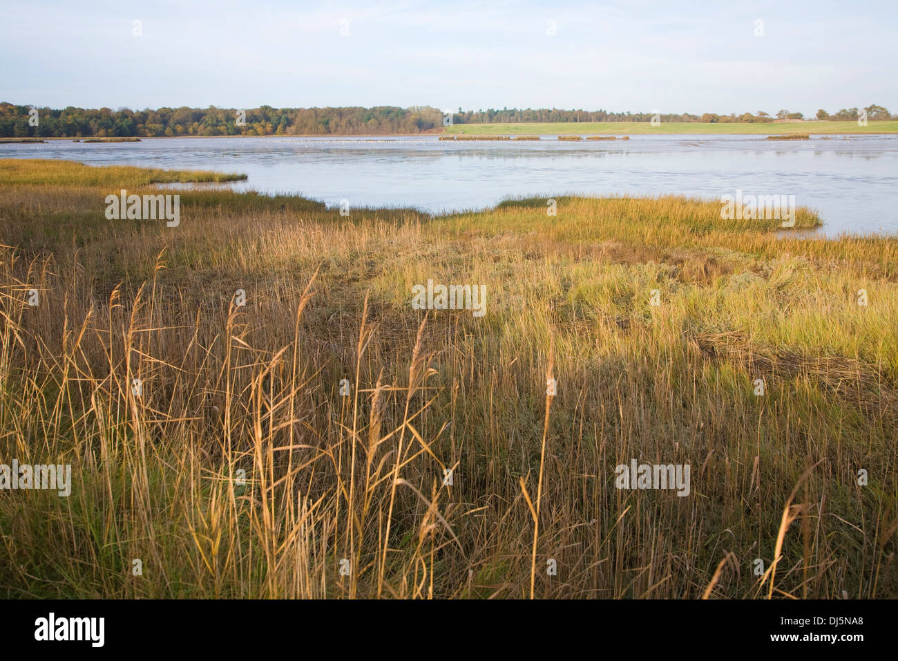 Walberswick National Nature reserve Feuchtgebiet Umwelt Sümpfe Blythburgh, Suffolk, England Stockfoto