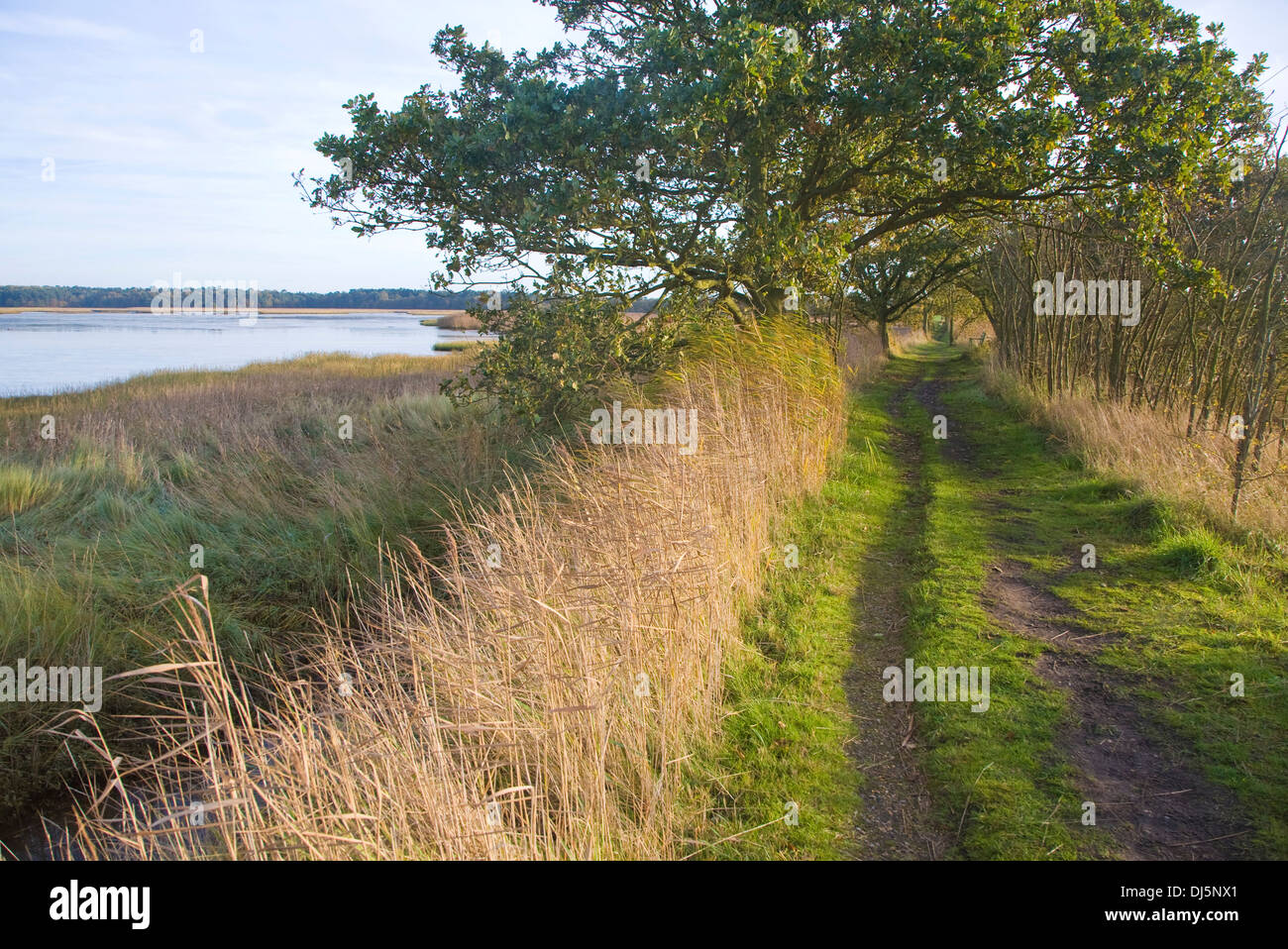 Walberswick National Nature reserve Feuchtgebiet Umwelt Sümpfe Blythburgh, Suffolk, England Stockfoto